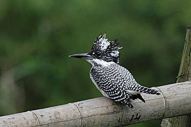 黄色APP大全：极速幻影，霓虹都市中的色彩引擎-2