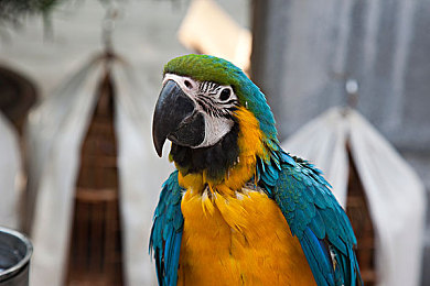 男生和女生在床上做运动的软件：并肩驰骋，共享地平线上的协作驾驶之旅