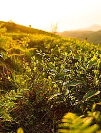 巴厘岛男技师：极限竞速地平线5，打造专属座驾，驰骋墨西哥风情画卷-3
