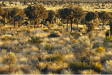 欧美日韩一卡：驾驭全球梦想座驾，尽在极限竞速地平线5