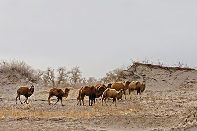 色色人妻：疾速人生，温情赛道，双重身份的极速交响诗