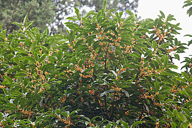 黄色软件下载3.0.3vivo：极速狂飙新版本上线，隐藏超跑黄金闪电登场-2