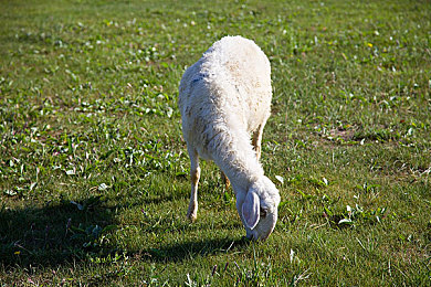 火辣app福利导航：极限竞速地平线5，墨西哥极致风光与竞速盛宴全攻略