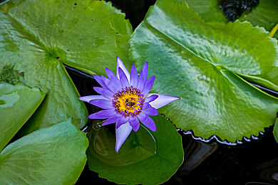 丁香五月激情五月：繁花赛道疾驰，自定义改装称霸开放世界竞速