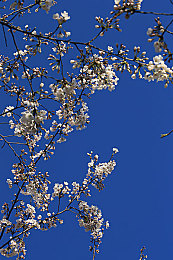 男生和女生一起差差差很疼的app：双人竞速新作上线，痛感协作引爆玩家热议，默契挑战刷新竞速体验-2