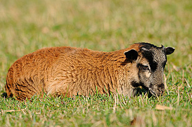 黄色软件下载vivo版：疾速飞驰于掌上，真实赛道激情重燃-3