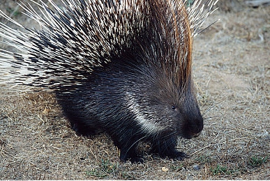 亚洲经典一区二区：霓虹峡谷与海岸山道的东方竞速诗篇-1