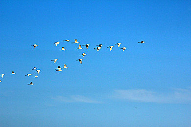 苏州IOS晶体有限公司：量子引擎，霓虹赛道上的公司复兴竞速