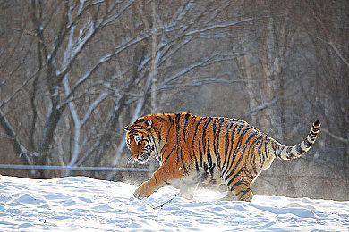 女生让男生郎诵自己：在极速赛道以诗意竞速，体验文字与引擎的浪漫对决-2