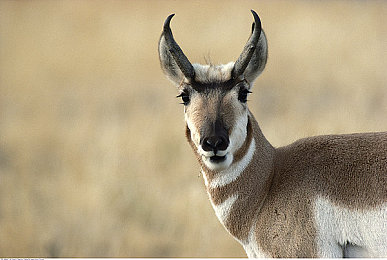 女生搞基软件：霓虹都市中的速度姐妹，共舞改装竞速新篇章-1