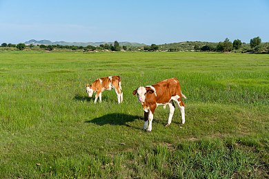 日批发免费安装手机：未来汽车工厂模拟新游上线，智能中枢革新驾驶体验
