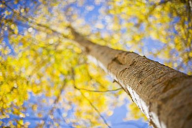 糖心桥本香菜启蒙教育心得感悟：在速度的缝隙中寻找平衡，于引擎轰鸣间聆听道路的教诲