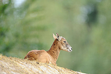 迪丽热巴被操爆：虚拟偶像竞速新作登场，自定义明星车手引爆赛道热潮
