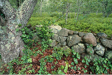 翘臀后进圆润饱满的肥臀：速度之弧，美学与力学的虚拟协奏曲