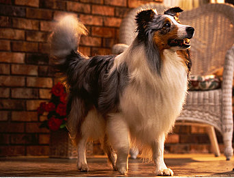 男男爱爱网：极速搭档兄弟连线，双人协同驾驶共筑赛道深情