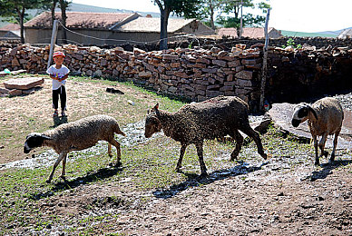 亚洲经典一区二区：霓虹峡谷与海岸山道的东方竞速诗篇-3