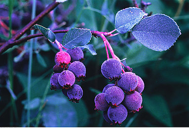 黄色软件3.3.3：极速代码街头狂飙迎革命性更新，自适应AI赛道颠覆竞速体验