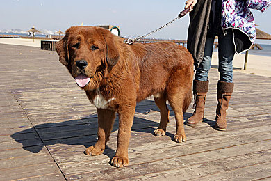 免费 成人东京热app下载：东京街头赛车手深度评测，改装技巧与赛道攻略全解析-1