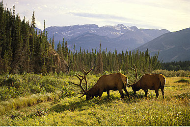 精东果冻传媒：弹性狂飙，软体赛车与变形赛道的物理狂欢-2
