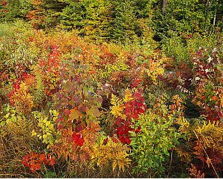 原创国产AV：国产赛车模拟新作极速华夏发布，开启虚拟竞速新纪元-1
