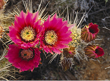 男人插女人免费app：极速狂飙性别对抗模式解析，弯道与直线的战术对决-3