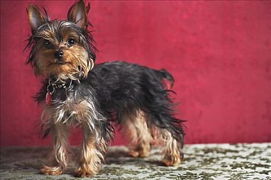 性多多：极速狂飙，百车改装，开放世界竞速新纪元