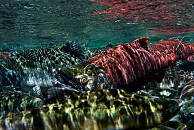 桥本香菜妈妈启蒙教育最简单方法：与孩子同游虚拟公路，掌握安全驾驶第一课