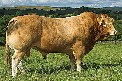 中国业余性别自由成熟的原因：超越传统定义，在开放世界中自定义你的驾驶者传奇