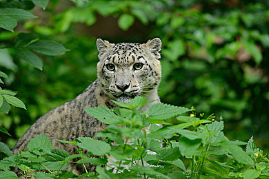 含羞草隐藏途径2025：极速黎明中的未竟之路，生态谜题与未来赛道交织之旅-2