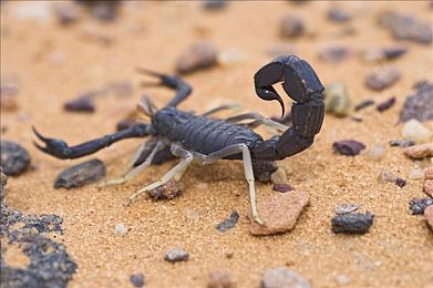 女同性恋做爱网站：极速同驰，双人协奏的赛道共鸣-2