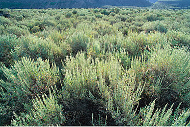 亚洲综合服务：东方引擎，数字公路上的文化巡礼