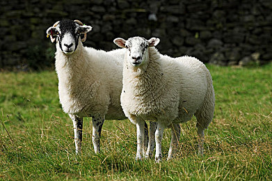 中国男同互摸jiji 秘 黄网：揭秘暗影追踪者隐藏社交系统，解锁平行联络网体验-2