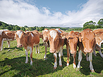 床上拔 萝卜：硬核农场运输模拟新作今日上线，真实物理挑战你的驾驶技术