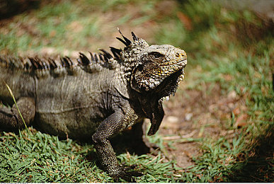 黄软：沙暴余生，钢铁巨兽的狂怒改装之旅-2