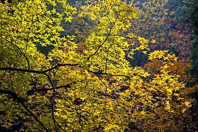 黄色ww：极品飞车热力追踪重制版深度评测，经典警匪追逐玩法全面解析-2