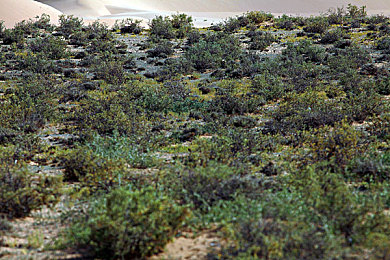 蝌蚪窝窝：竞速新作今日上线，见证座驾从萌芽到巅峰的完整进化之旅