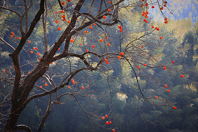 成人第一福利导航：墨西哥画卷，方向盘上的自由诗篇