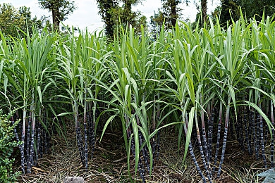 男上女生网站软件：《极速征服：都市狂飙》正式上线，硬核物理引擎重塑真实驾驶体验