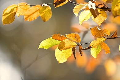 最好看的2019年中文:2019年视觉革命,东方山水模组重塑极限竞速地平线4-1