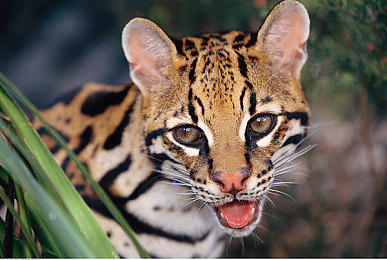 yellow软件：数据狂飙，黄标纪元的极速代码战争-2