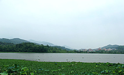 成人性生交大片免费看直播app:极速直播赛道之王,虚拟竞速与实时互动融合新体验-3