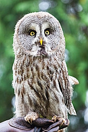 黄色APP下载每天三次：每日稀有涂装限时获取，街头赛车改装新策略揭秘-2