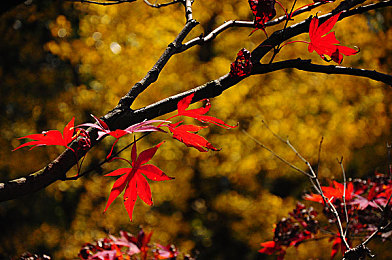 52黑料：经典赛车游戏隐藏档案，揭秘不为人知的驾驶秘密