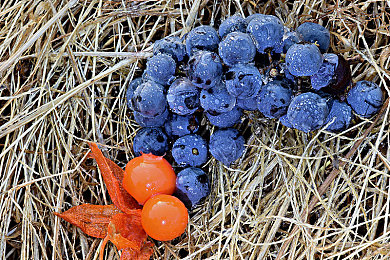 东京热成人Ap：霓虹夜幕下的终极速度试炼，街头车神传说-2