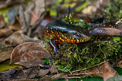 82版杨敏思版本1-5集演员表大全：经典武侠重生，沉浸体验江湖恩怨与侠义之道-3