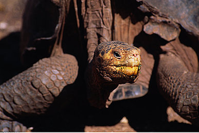 99热只有这里有：墨西哥狂飙，地平线下的永恒引擎与沙尘之诗