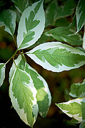 天天干天天草天天舔:竞速求生,荒野驾驶,改装维护一体的创新赛车体验-2