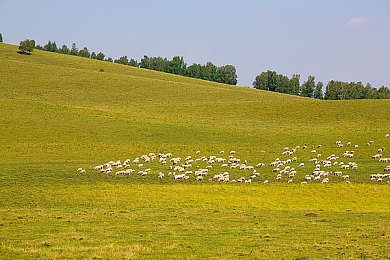 机机和机机手机免费下载安装最新版de：指尖车间，赛道上的精密机械艺术革命