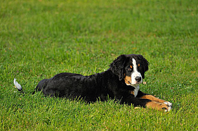 国产AⅤ剧情：疾速心跳，记忆迷雾中的霓虹追迹之旅