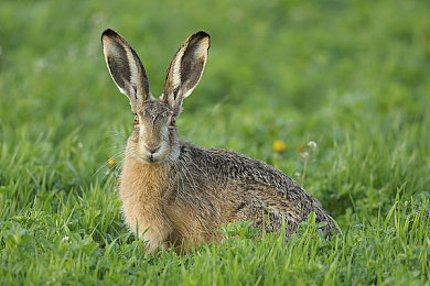 黄色软件免费下：墨西哥狂飙，地平线上的自由涂装之旅